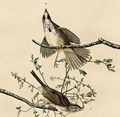 Song_sparrow_(Audubon)-1
