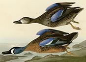 313_Blue-Winged_Teal