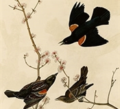 Red-winged blackbird (Audubon)