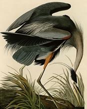 Great blue heron (Audubon)