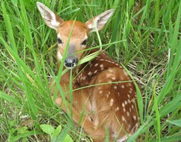 deer-fawn