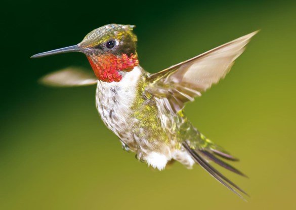 Beautiful ruby-throated hummingbird flapping it's wings