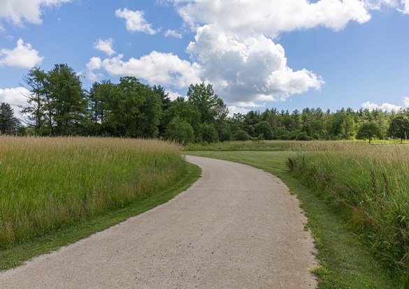 View of winding trail thru the trees and wildflowers