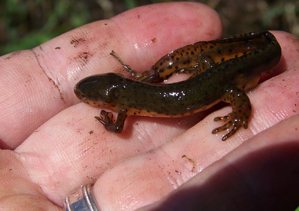 Program director holding a small salamander in their hand