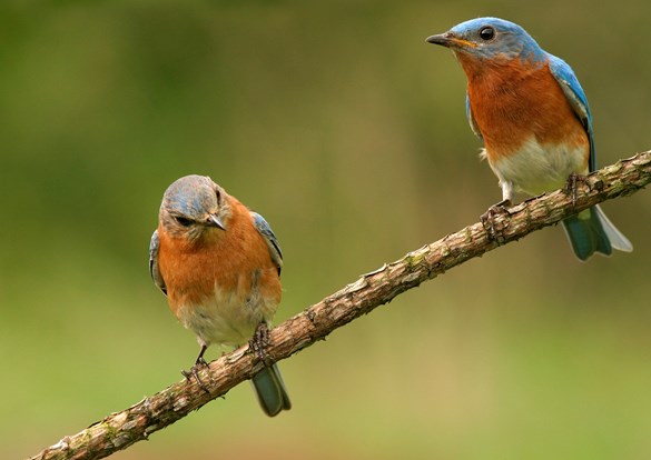 Photo of two blue and orange Bluebirds sitting on a tree branch