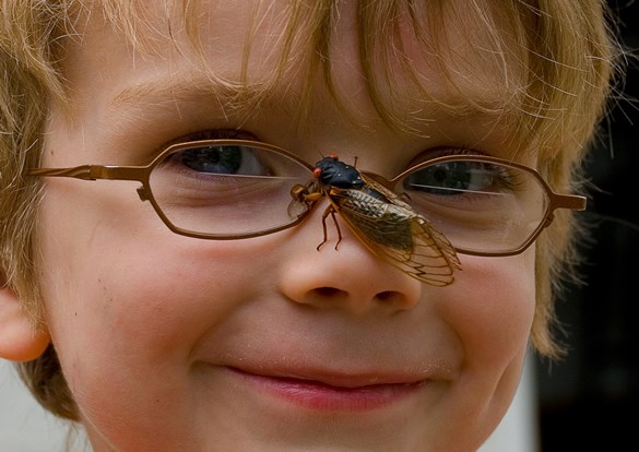 Little boy wearing glasses, has a cicada walking on his nose