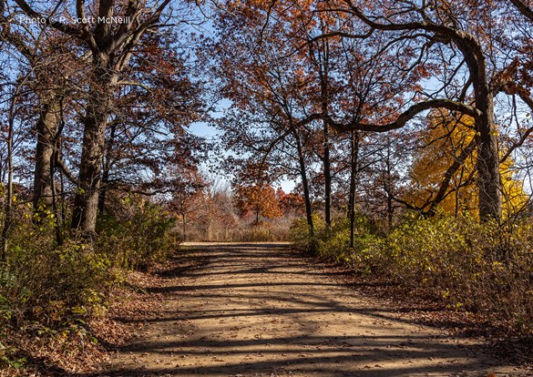 Walking down a sunlit trail during Hike Lake County at Lyons Woods 