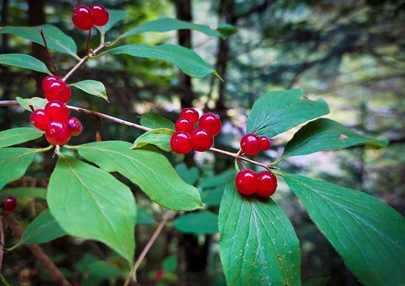 Invasive honeysuckle plant with deep green leaves and bright red berries