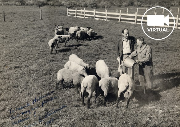 Adlai E. Stevenson and his farmhand in the field feeding their sheep.