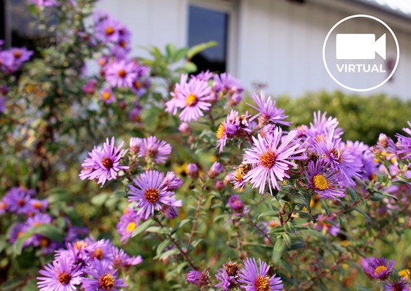 Bright purple and yellow New England Aster flowers growing wild.