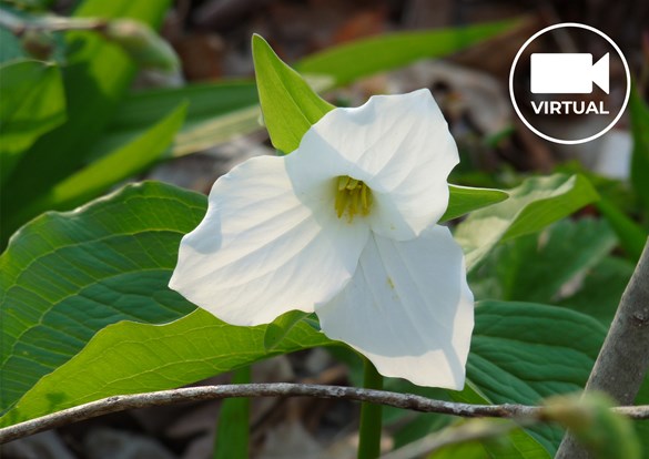 Beautiful white trillium flower with bright green leaves.