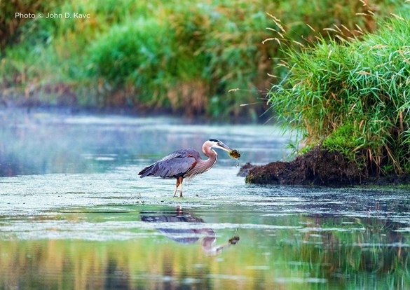 Great Blue heron feeding in a pond