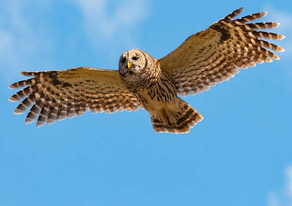 Great horned owl flying through the blue skies