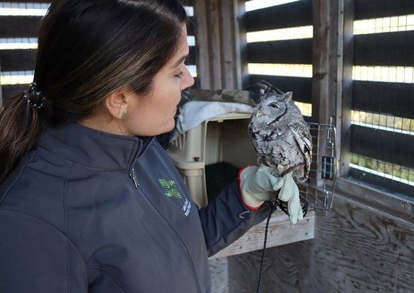 Educator holding a young screech owl perched on her hand.