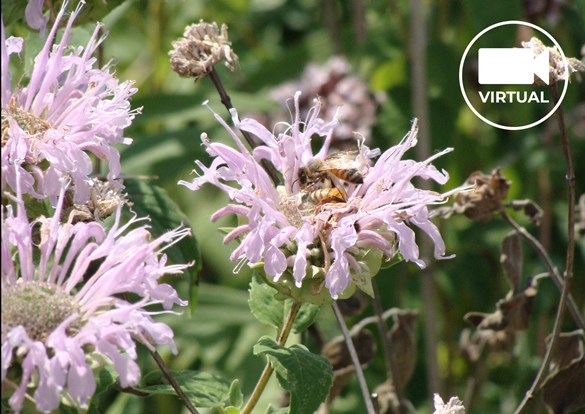 Close-up photo of honey bees on a purple Wild bergamot flower