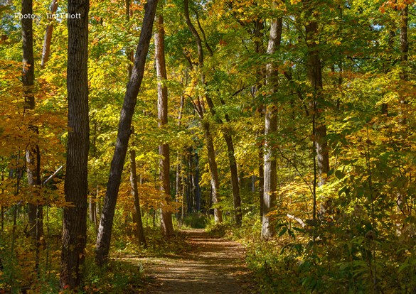 Walking down a sunlit trail during Hike Lake County at Ryerson Woods