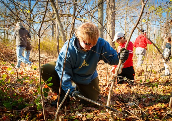 Scouts outdoors helping cut invasive plants down