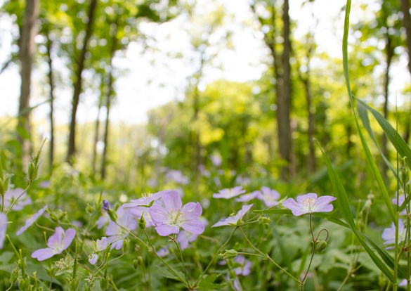 Beautiful small purple wild flowers in the forest preserve
