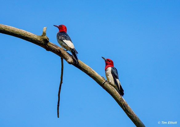 A pair of redheaded woodpeckers sitting together on a branch.