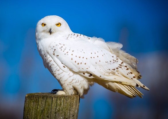 Beautiful snowy white owl perched on a stump in front of a deep blue sky