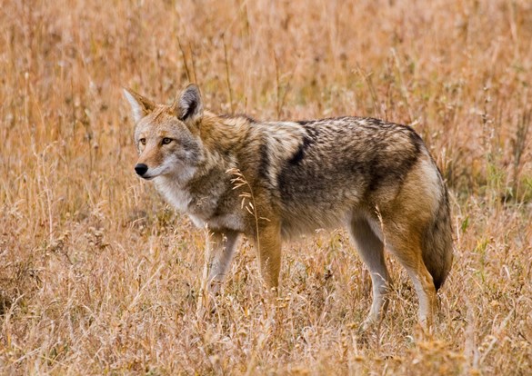 Photo of beautiful reddish brown coyote standing a in a field of dry grasses