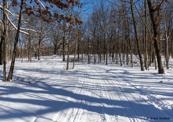 Sunlit shadows of trees stretch across snow covered trails.