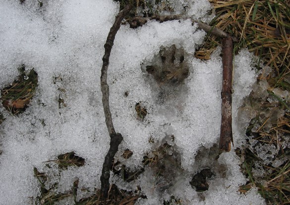 Animal footprint impressions left in the snow