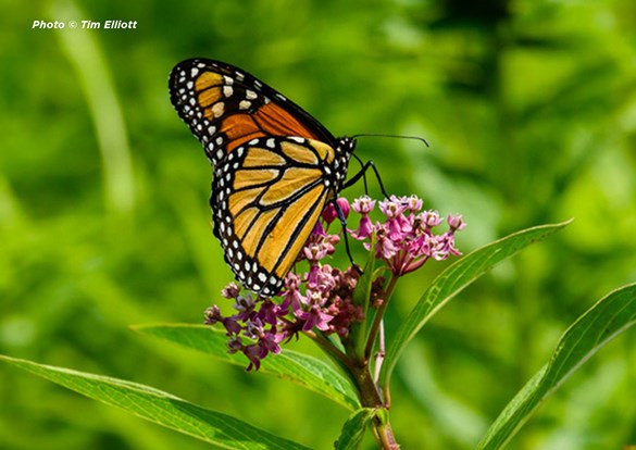 Monarch butterfly feeding on pink flowers