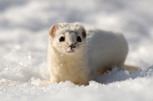 AnimalsInWinter-2