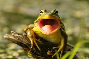 Green frog sitting on a branch staring right at you with his mouth open