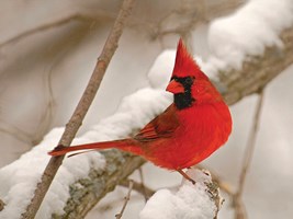 Bright red cardinal sitting on a snow covered branch