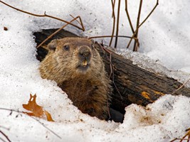 Furry brown groundhog popping his head out of a snow covered hole in the ground