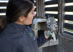  Education staff member holding a small owl perched on their gloved hand