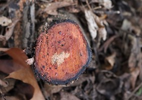 Close up photo of the rings on a freshly cut Buckthorn branch