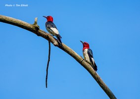 Two red headed wood peckers sitting on a tree branch