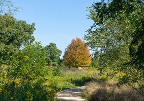 Walking down a trail surrounded by beautiful fall colors