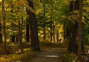 Peaceful walk down an autumn colored trail