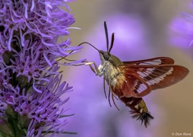 Beautiful moth landing on a bright purple flower