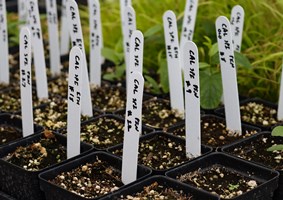 Native plant seeds growing in small pots