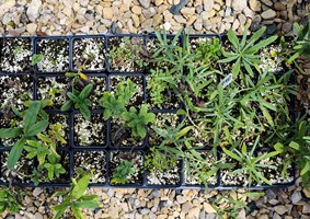 Native seeds growing in starting trays