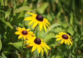 Beautifal yellow and brown Black-eyed Susan flowers