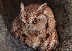 Close up photo of a screech owl poking it's head out of a hole in a tree