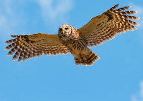 Great horned owl flying through the blue skies