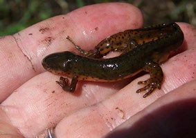 Small salamander in the palm of someone's hand