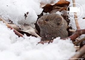 Small gray and brown colored vole popping his head out of a snow covered hole in the ground.