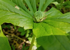 Small tree frog camouflaged green on plant leaf