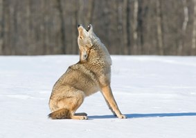 Coyote sitting in the snow howling at the sky