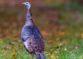 Photo of a wild turkey walking through the forest preserve