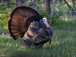 wild turkey