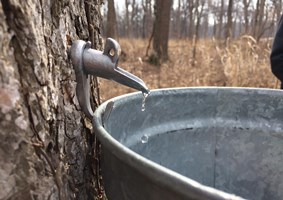 Fresh maple syrup dripping into a bucket from a tap in a tree